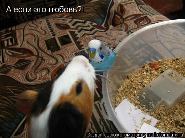 Котоматрица: А если это любовь?!...