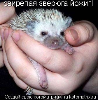 Котоматрица: свирепая зверюга йожиг!