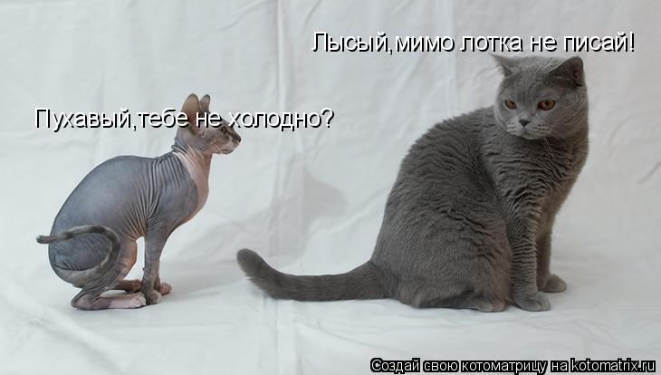 Лысый,мимо лотка не писай! Пухавый,тебе не холодно?... Котоматрица: Лысый,мимо лотка не писай! Пухавый,тебе не холодно?