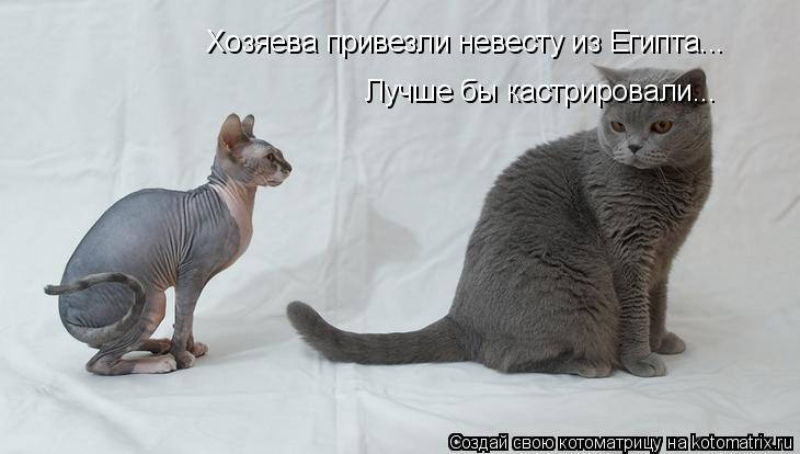 Хозяева привезли невесту из Египта... Лучше бы кастрировали...... Котоматрица: Хозяева привезли невесту из Египта... Лучше бы кастрировали...