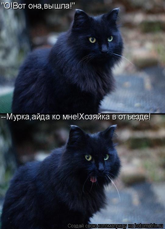 "О!Вот она,вышла!" --Мурка,айда ко мне!Хозяйка в отъезде!... Котоматрица: "О!Вот она,вышла!" --Мурка,айда ко мне!Хозяйка в отъезде!