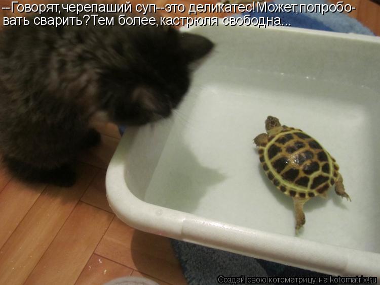 Котоматрица: --Говорят,черепаший суп--это деликатес!Может,попробо- вать сварить?Тем более,кастрюля свободна...