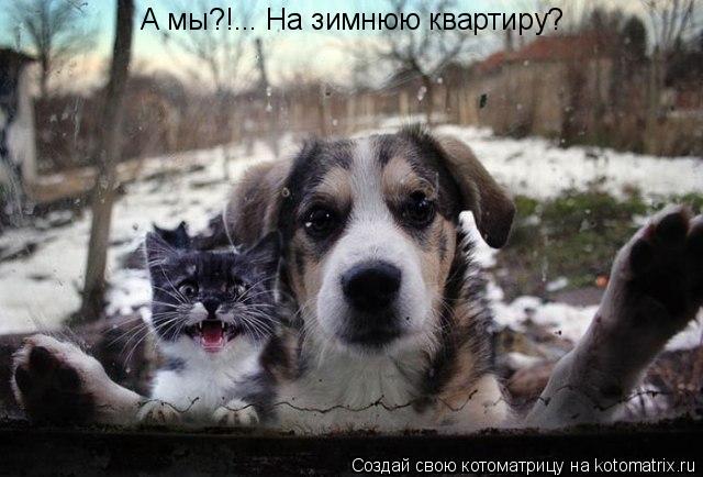 А мы?!... На зимнюю квартиру?... Котоматрица: А мы?!... На зимнюю квартиру?