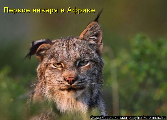 Первое января в Африке... Котоматрица: Первое января в Африке