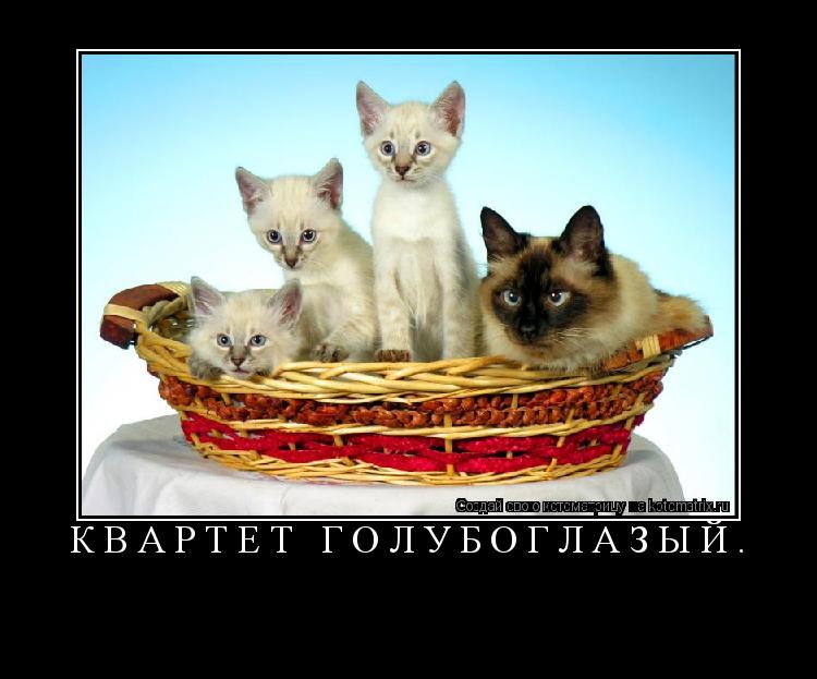 Котоматрица:  