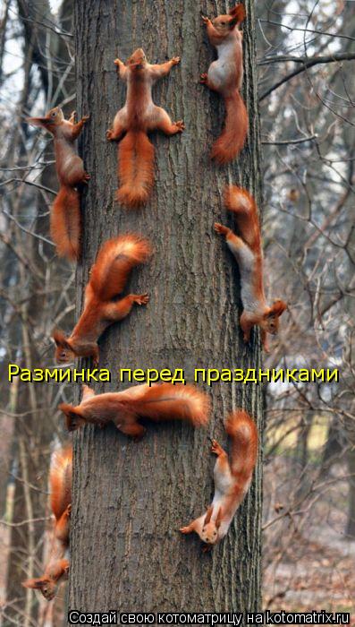 Котоматрица: Разминка перед праздниками