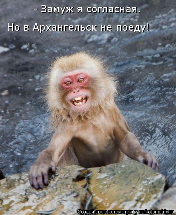 Котоматрица: Но в Архангельск не поеду! - Замуж я согласная.