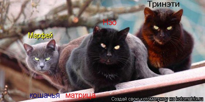 Котоматрица: кошачья  матрица Нэо Марфей Тринэти