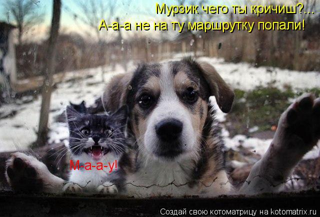 Котоматрица: М-а-а-у! Мурзик чего ты кричиш?... А-а-а не на ту маршрутку попали!