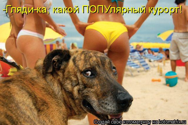 -Гляди-ка, какой ПОПУлярный курорт!... Котоматрица: -Гляди-ка, какой ПОПУлярный курорт!