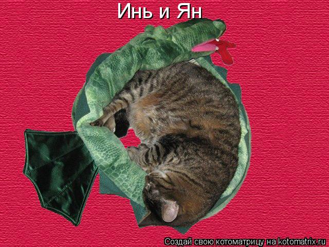 Котоматрица: Инь и Ян