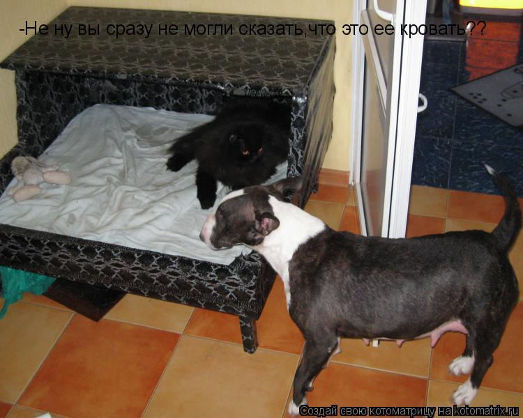 Котоматрица: -Не ну вы сразу не могли сказать,что это ее кровать?? -Не ну вы сразу не могли сказать,что это ее кровать??