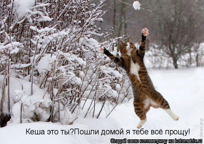 Котоматрица: Кеша это ты?Пошли домой я тебе всё прощу!