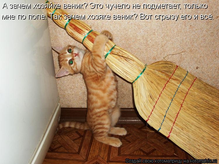 Котоматрица: А зачем хозяйке веник? Это чучело не подметает, только мне по попе. Так зачем хозяке веник? Вот сгрызу его и всё.
