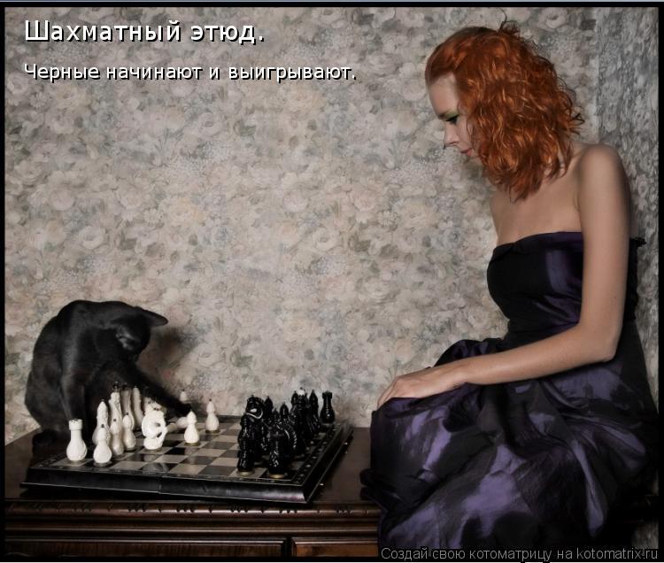 Шахматный этюд. Черные начинают и выигрывают.... Котоматрица: Шахматный этюд. Черные начинают и выигрывают.