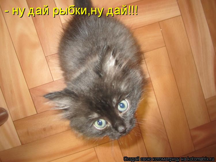 - ну дай рыбки,ну дай!!!... Котоматрица: - ну дай рыбки,ну дай!!!