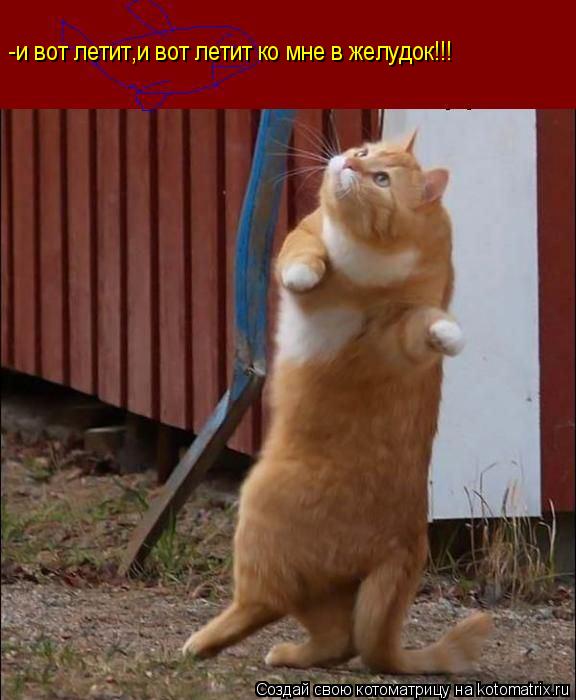 Котоматрица: -и вот летит,и вот летит ко мне в желудок!!!