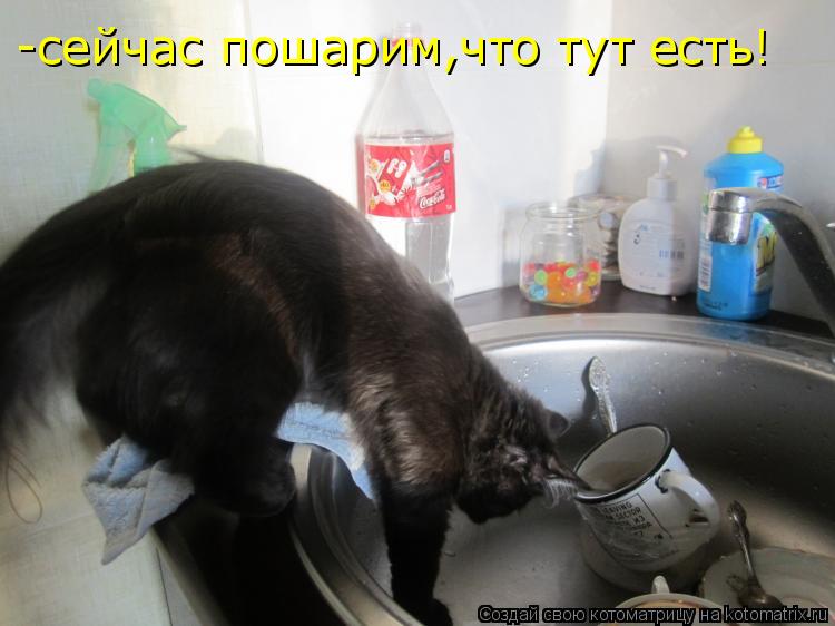 Котоматрица: -сейчас пошарим,что тут есть!