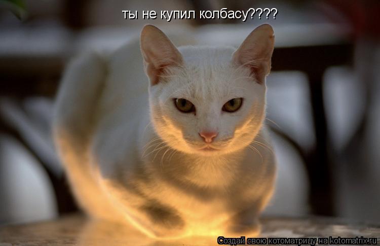 Котоматрица: ты не купил колбасу????