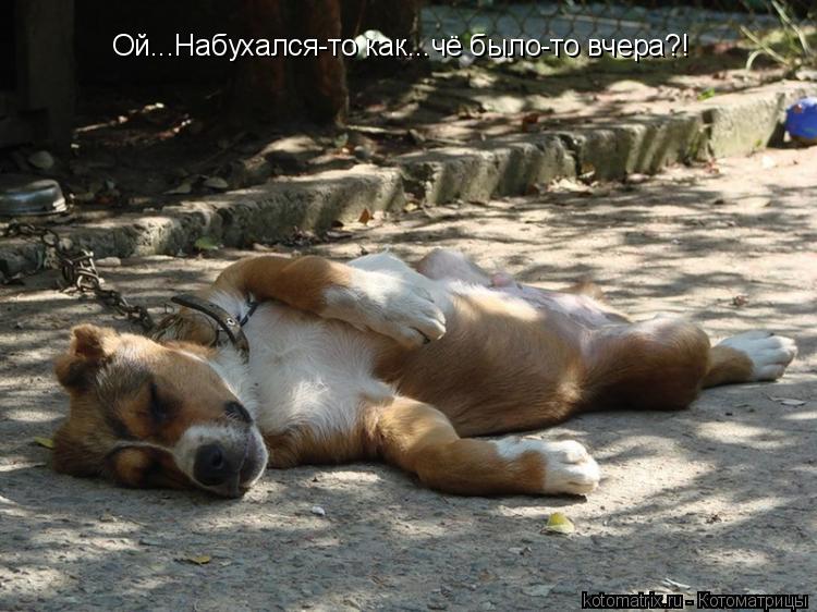 Котоматрица: Ой...Набухался-то как...чё было-то вчера?!