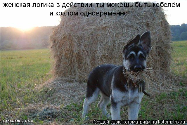 женская логика в действии: ты можешь быть кобелём и козлом одновременно!... Котоматрица: женская логика в действии: ты можешь быть кобелём и козлом одновременно!