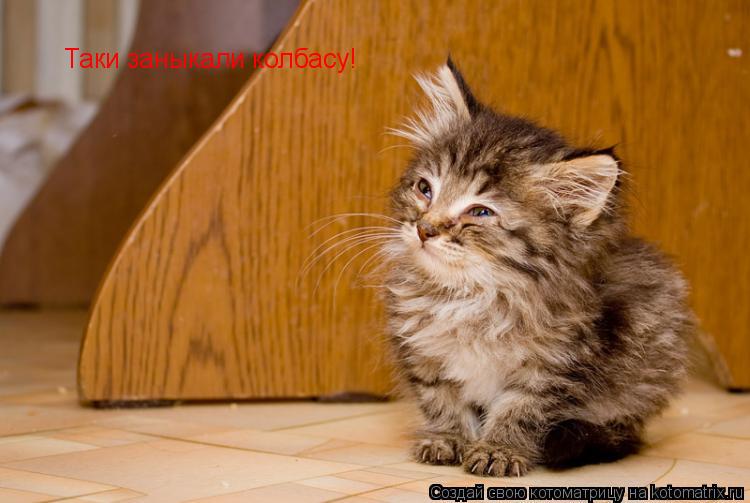 Котоматрица: Таки заныкали колбасу!