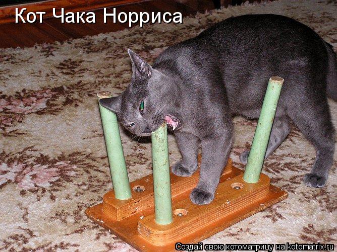 Кот Чака Норриса... Котоматрица: Кот Чака Норриса