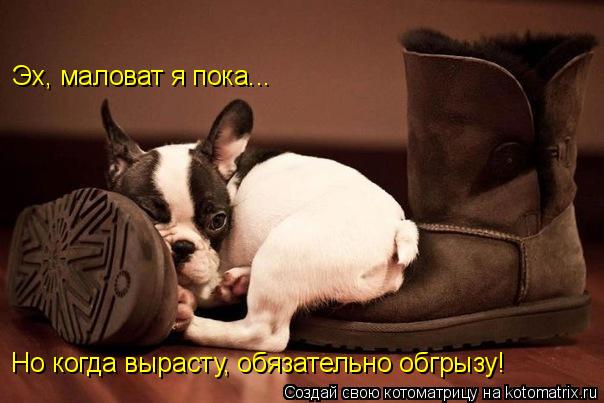 Эх, маловат я пока... Но когда вырасту, обязательно обгрызу!... Котоматрица: Эх, маловат я пока... Но когда вырасту, обязательно обгрызу!