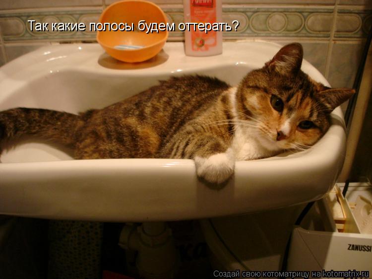 Так какие полосы будем оттерать?... Котоматрица: Так какие полосы будем оттерать?
