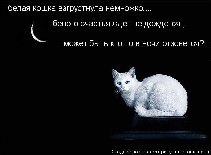 Котоматрица: белая кошка взгрустнула немножко.... белого счастья ждет не дождется., может быть кто-то в ночи отзовется?..
