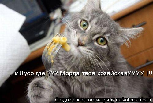 ...мЯусо где ??? Морда твоя хозяйскаяУУУУ !!!!!!!... Котоматрица: ...мЯусо где ??? Морда твоя хозяйскаяУУУУ !!!!!!!