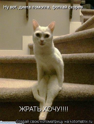 Ну вот, диета помогла, фоткай скорее... ЖРАТЬ ХОЧУ!!!!... Котоматрица: Ну вот, диета помогла, фоткай скорее... ЖРАТЬ ХОЧУ!!!!