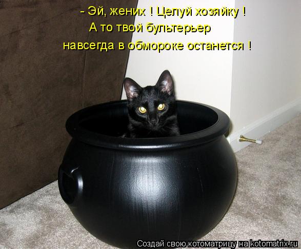 - Эй, жених ! Целуй хозяйку ! А то твой бультерьер навсегда в обмороке останется !... Котоматрица: - Эй, жених ! Целуй хозяйку ! А то твой бультерьер навсегда в обмороке останется !