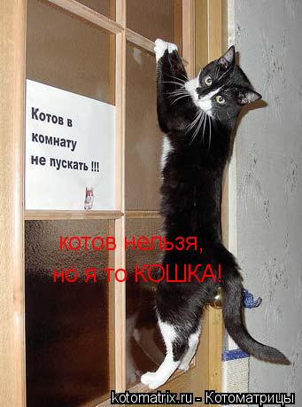 котов нельзя, но я то КОШКА!... Котоматрица: котов нельзя, но я то КОШКА!