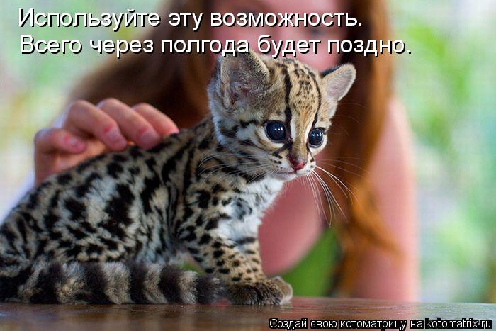 Используйте эту возможность. Всего через полгода будет поздно.... Котоматрица: Используйте эту возможность. Всего через полгода будет поздно.