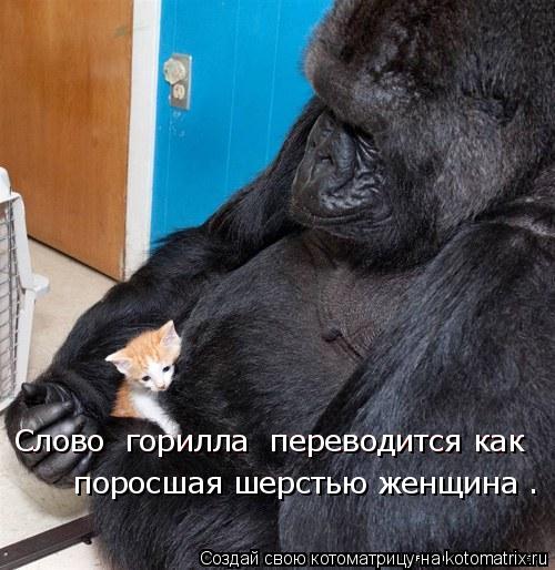 Слово «горилла» переводится как Слово «горилла» переводится как «поросшая шерстью женщина».... Котоматрица: Слово «горилла» переводится как Слово «горилла» переводится как «поросшая шерстью женщина».