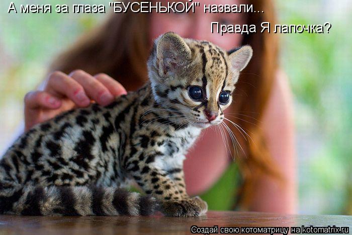 А меня за глаза "БУСЕНЬКОЙ" назвали... Правда Я лапочка?... Котоматрица: А меня за глаза "БУСЕНЬКОЙ" назвали... Правда Я лапочка?