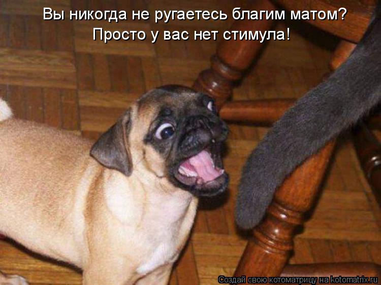 Вы никогда не ругаетесь благим матом? Просто у вас нет стимула!... Котоматрица: Вы никогда не ругаетесь благим матом? Просто у вас нет стимула!