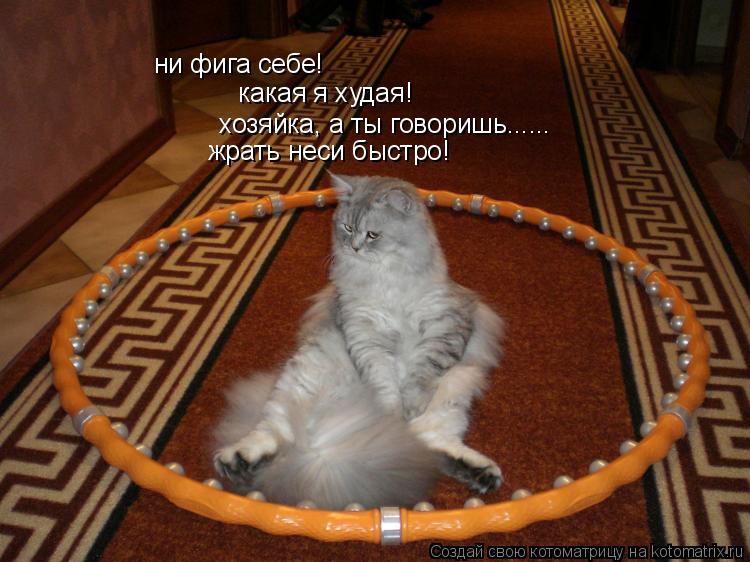 ни фига себе! какая я худая! хозяйка, а ты говоришь...... жрать неси быстро!... Котоматрица: ни фига себе! какая я худая! хозяйка, а ты говоришь...... жрать неси быстро!