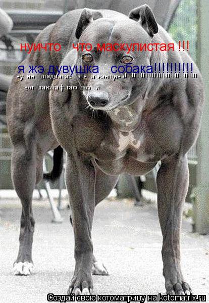 нуичто что маскулистая !!! я жэ дувушка собака!!!!!!!!!! ну не гладиатарша я а жэнщина!!!!!!!... Котоматрица: нуичто что маскулистая !!! я жэ дувушка собака!!!!!!!!!! ну не гладиатарша я а жэнщина!!!!!!!!!!!!!!!!!!!!!!!!!!!!!!!! вот лаю гаф гаф гаф и