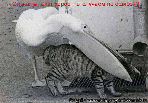 - Слыш ты, аист херов, ты случаем не ошибся?... Котоматрица: - Слыш ты, аист херов, ты случаем не ошибся?