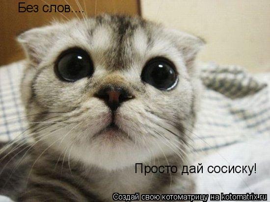 Без слов.... Просто дай сосиску!... Котоматрица: Без слов.... Просто дай сосиску!