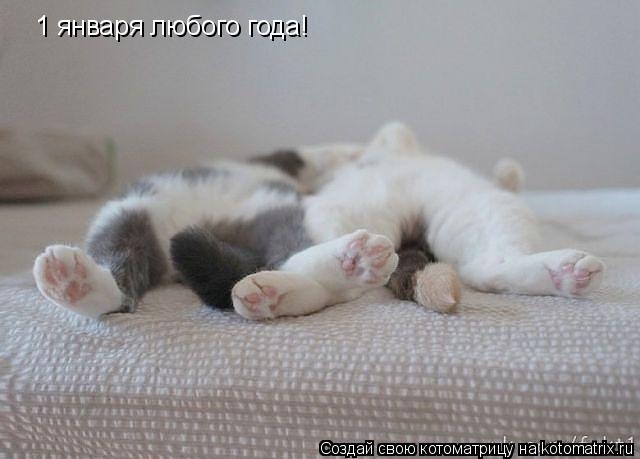 1 января любого года!... Котоматрица: 1 января любого года!