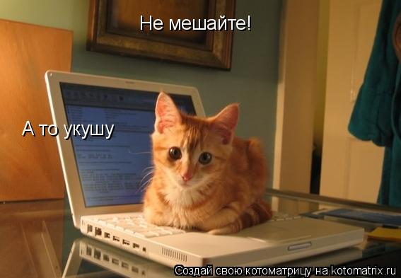 Не мешайте! А то укушу... Котоматрица: Не мешайте! А то укушу