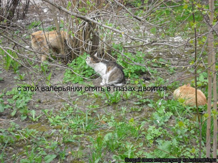 с этой валерьянки опять в глазах двоится... Котоматрица: с этой валерьянки опять в глазах двоится
