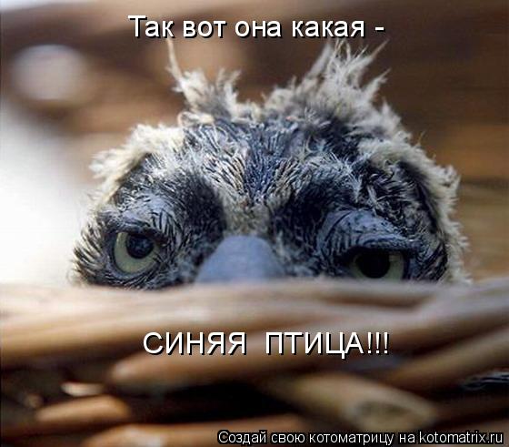 Котоматрица: Так вот она какая -  СИНЯЯ  ПТИЦА!!!