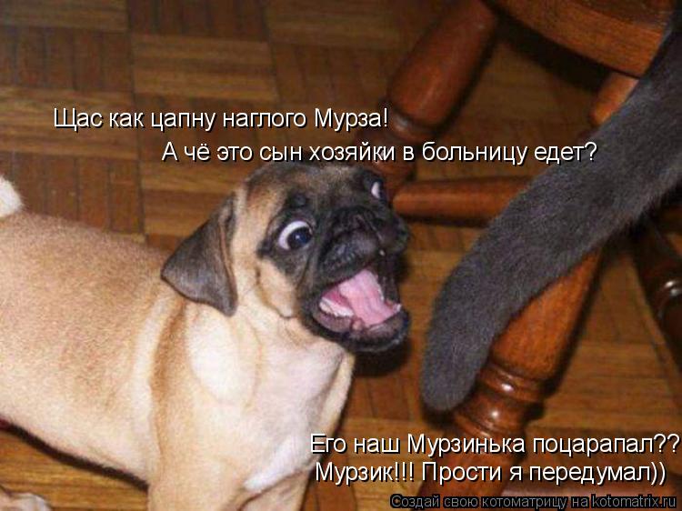 Котоматрица: Щас как цапну наглого Мурза! А чё это сын хозяйки в больницу едет? Его наш Мурзинька поцарапал?? Мурзик!!! Прости я передумал))