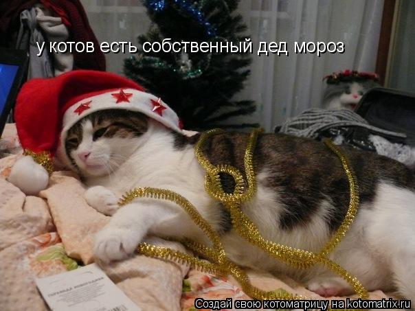 Котоматрица: у котов есть собственный дед мороз