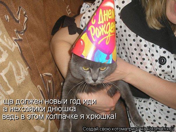 Котоматрица: ведь в этом колпачке я хрюшка! ща должен новыи год иди  ща должен новыи год иди  а нехозяики днюшка