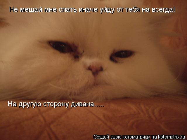 Котоматрица: Не мешай мне спать иначе уйду от тебя на всегда!  На другую сторону дивана.....